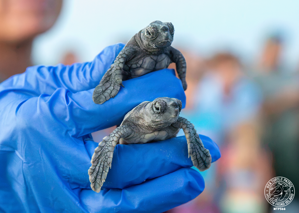 Sea turtle hatchlings released on Hilton Head by Sea Turtle Patrol HHI