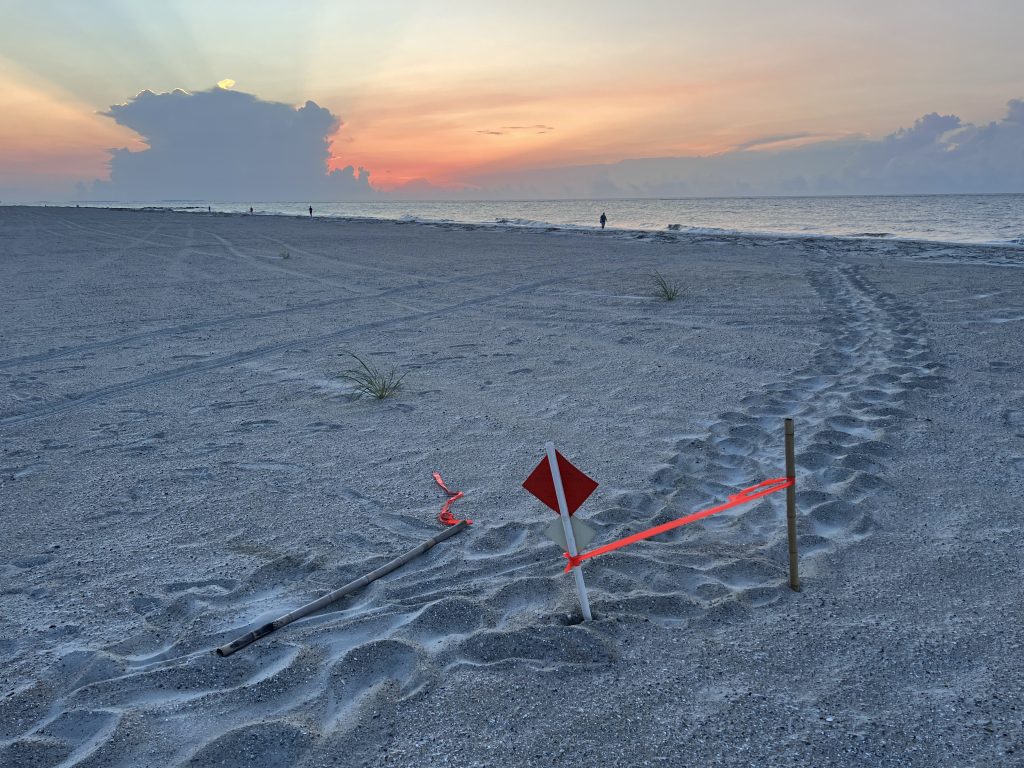 Turtle Tracks on Beach with Nest