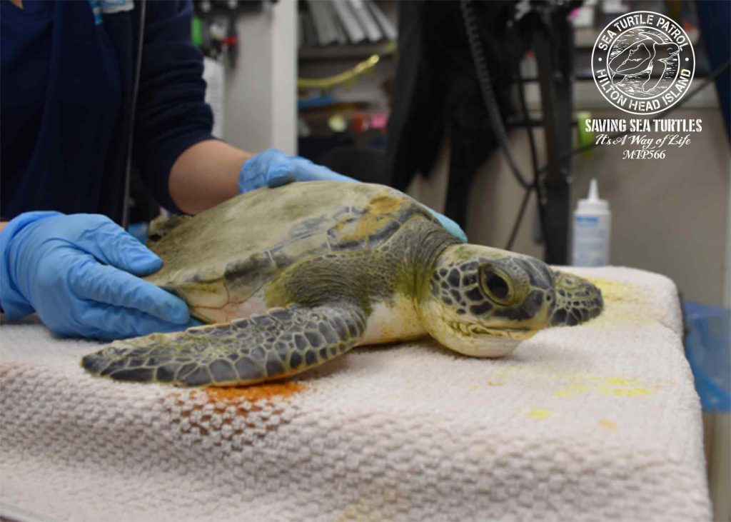 Cold-Stunned Green Sea Turtle Rescued on Hilton Head Island December 2024