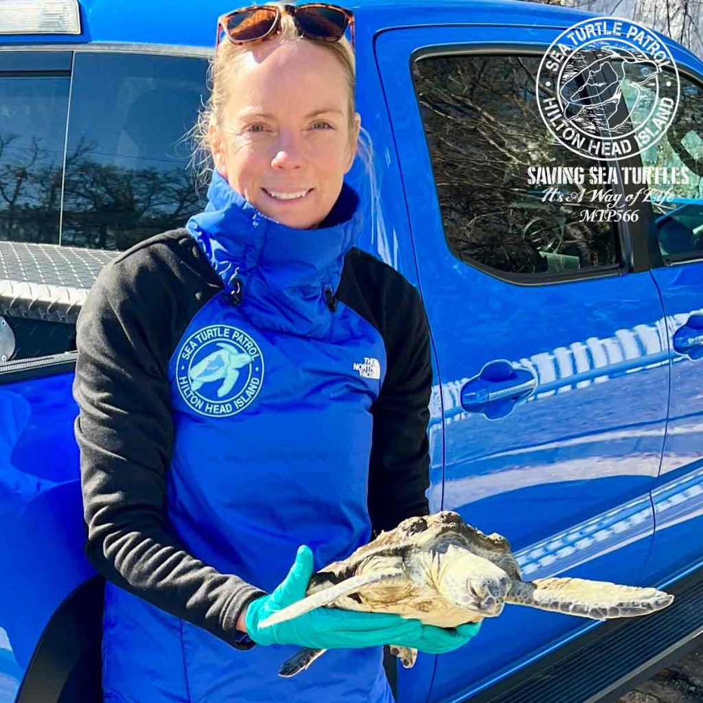 Cold-Stunned Green Sea Turtle Rescued on Hilton Head Island January 2025