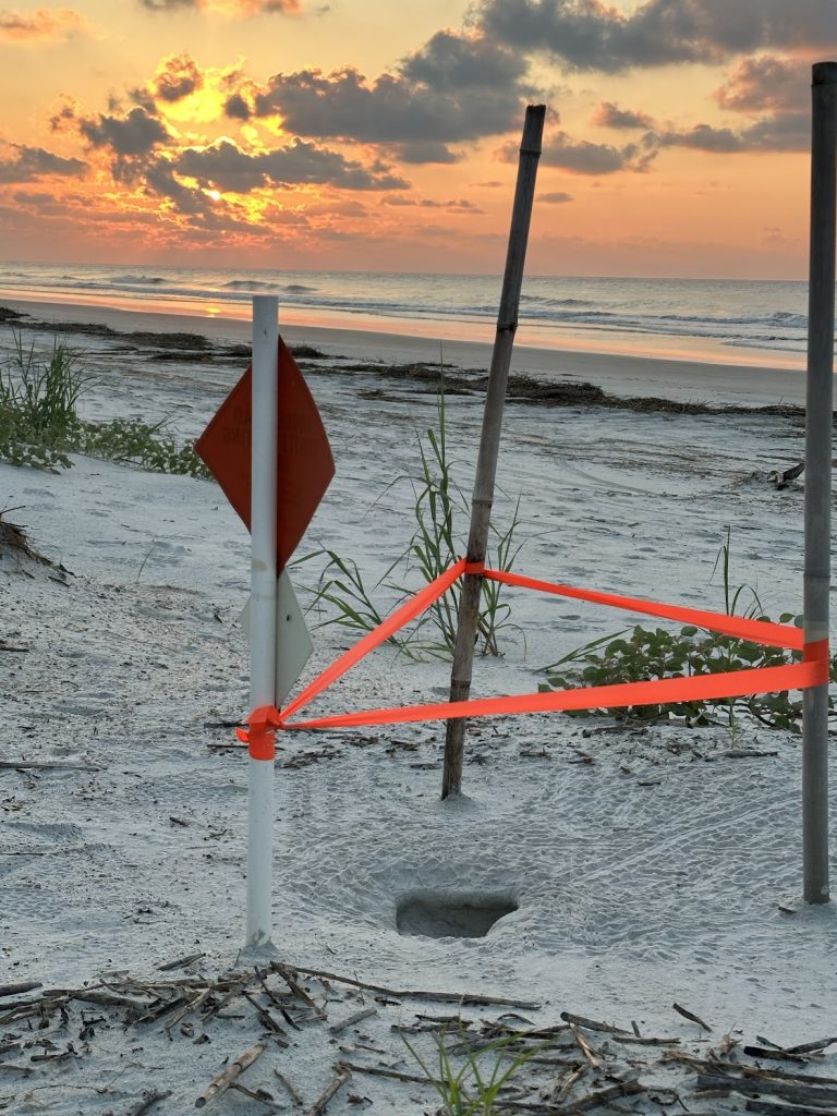 Tracklings at Sunrise on Hilton Head Island