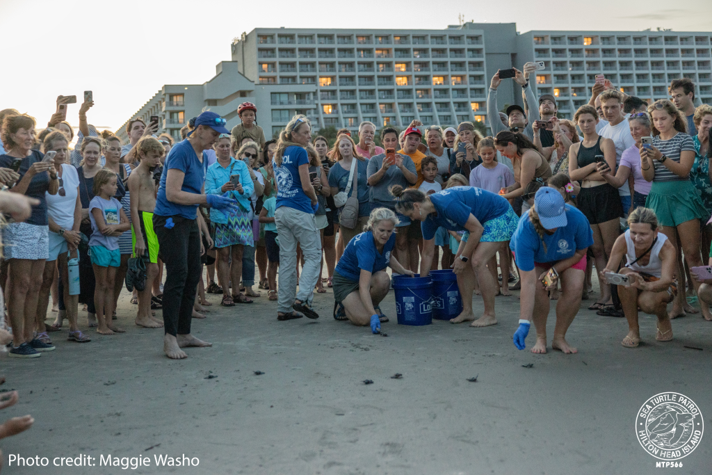 Sea Turtle Patrol HHI Hatchling Release