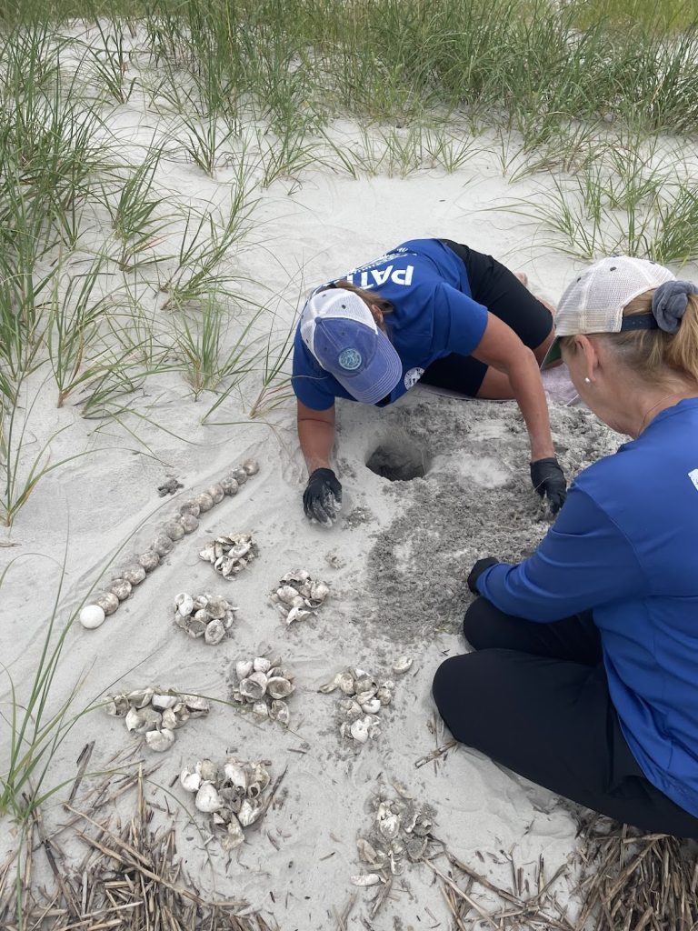 Nest Inventory Hilton Head Island