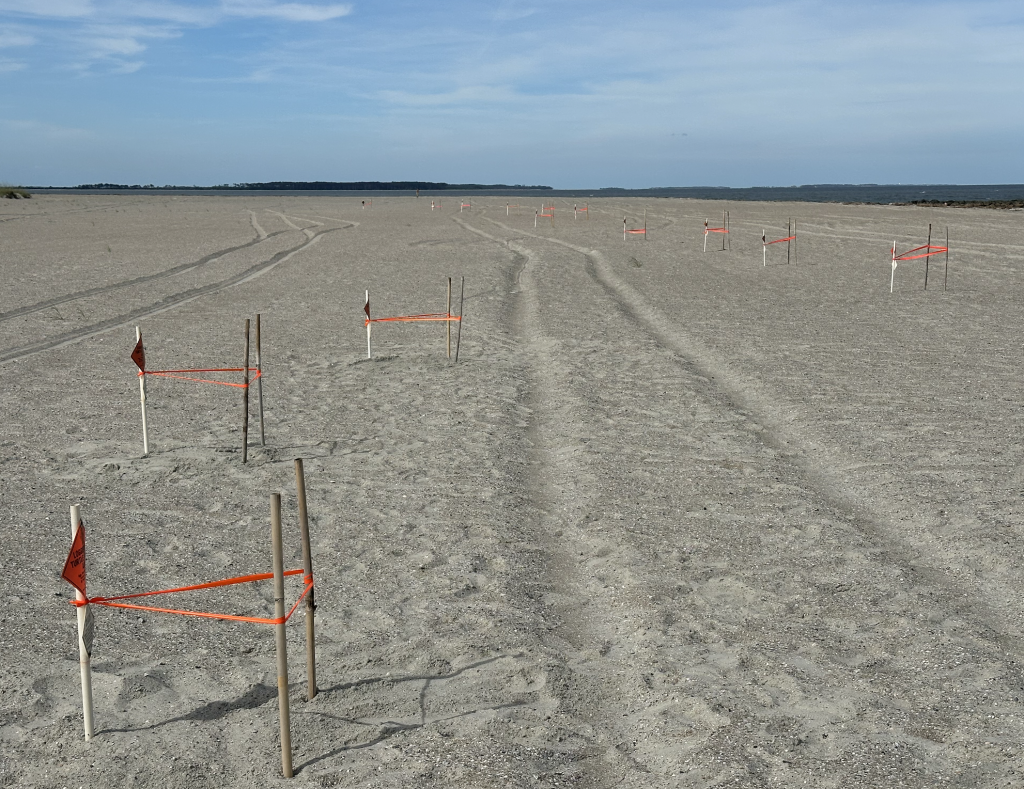 Sea Turtle Nest Nursery Hilton Head Island 2026