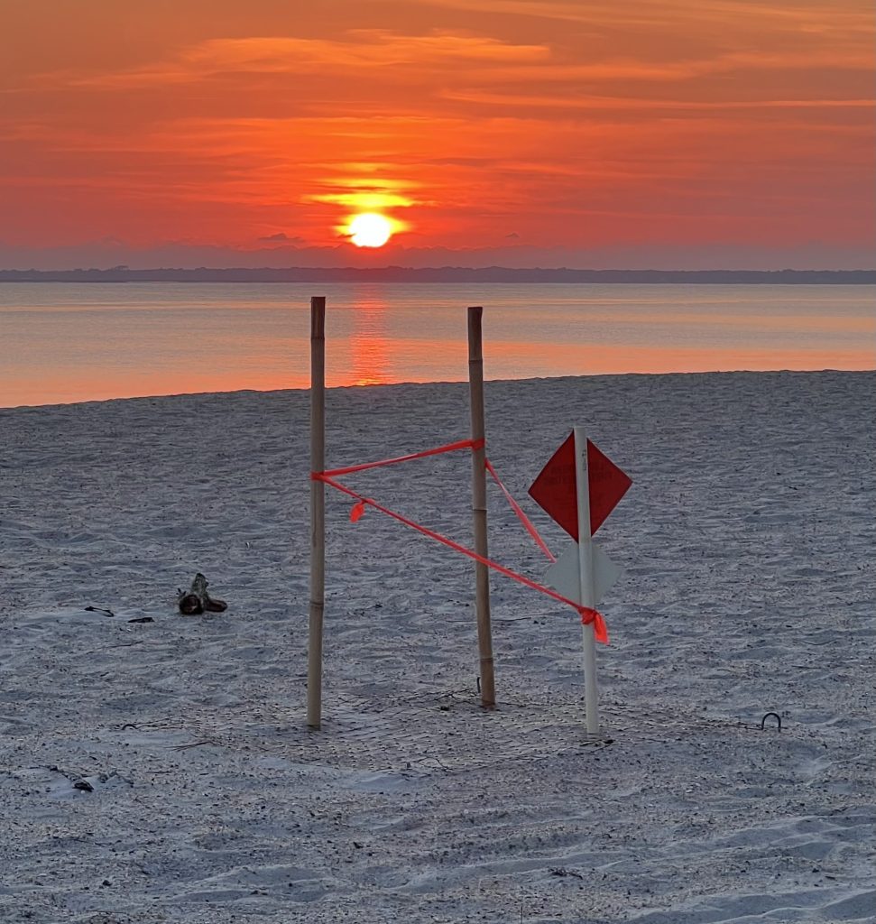 Sea Turtle Nest Hilton Head Island