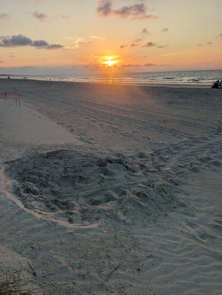 Sea Turtle Nest Hilton Head Island