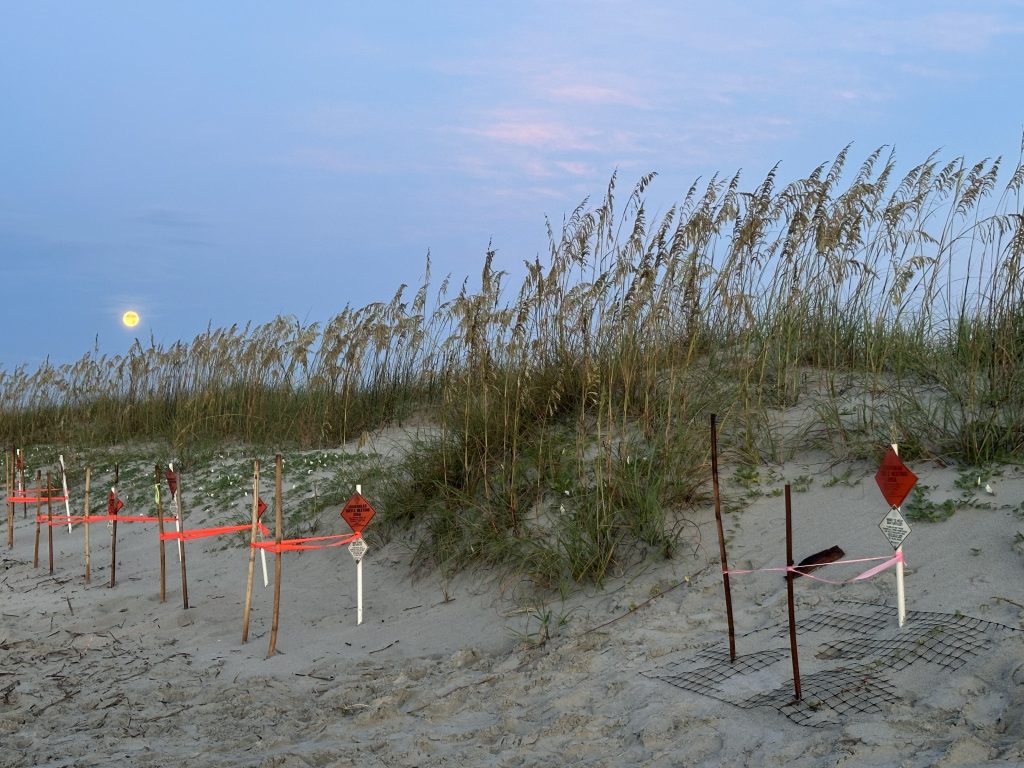 Nests at Sunrise on Hilton Head Island