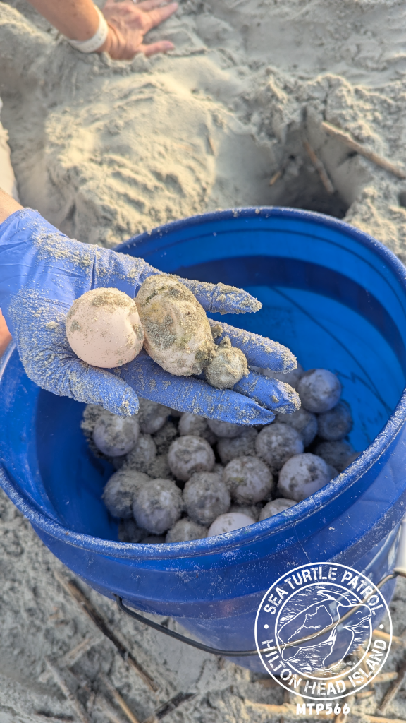 Sea Turtle Patrol Hilton Head Island Nest Relocation