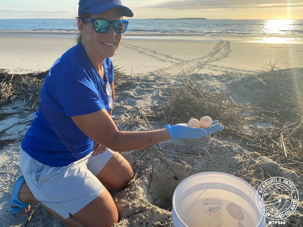 Sea Turtle Patrol Hilton Head Island Nest Relocation