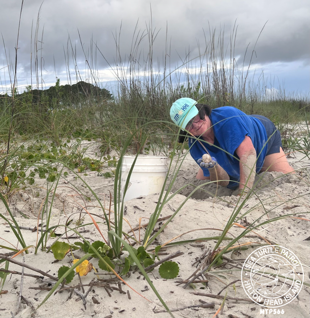 Sea Turtle Patrol Hilton Head Island Nest