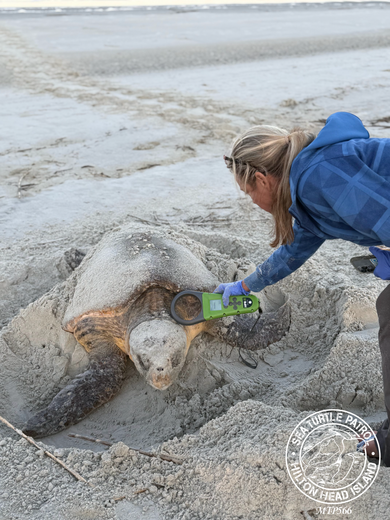 Amber Kuehn Sea Turtle Patrol - Pit Tag Identification
