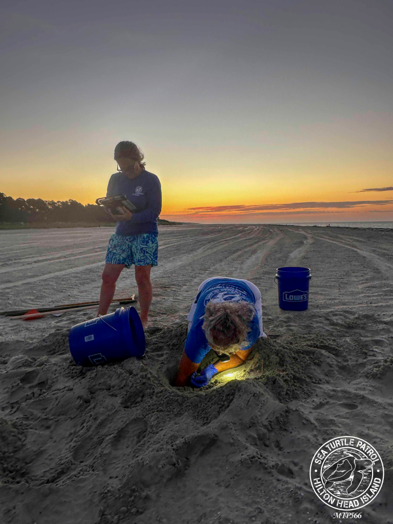 Sea Turtle Patrol Hilton Head nest monitoring