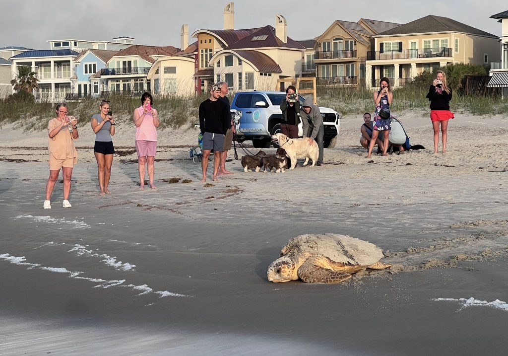 Daytime sea turtle nester on Hilton Head Island