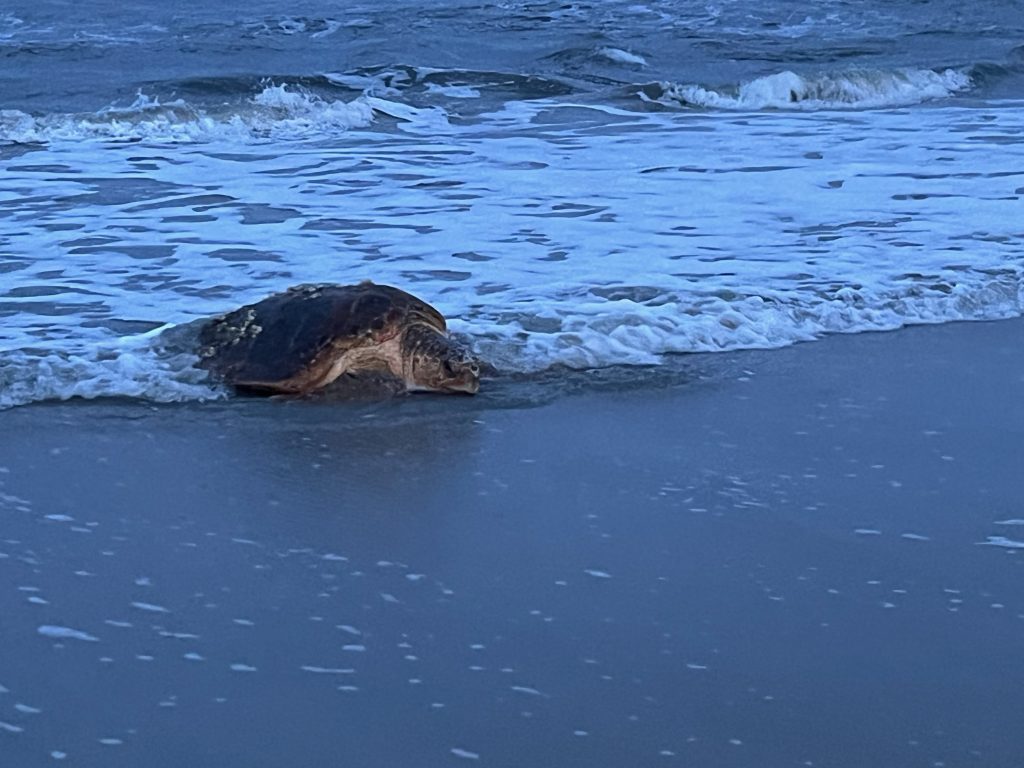 Sea Turtle on Hilton Head Island
