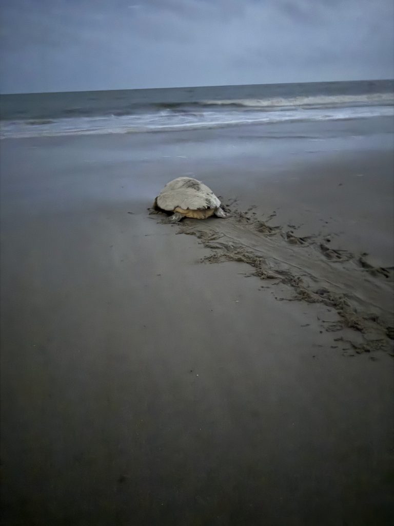 Nesting Turtle heading back to ocean HHI