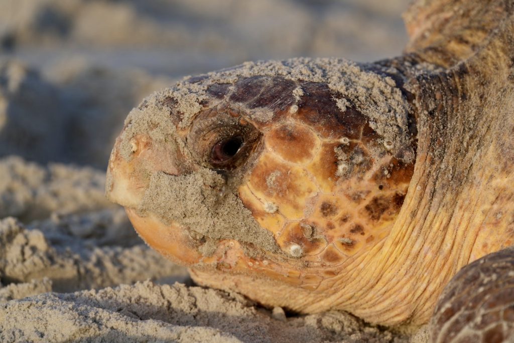 Sea Turtle Hilton Head Island