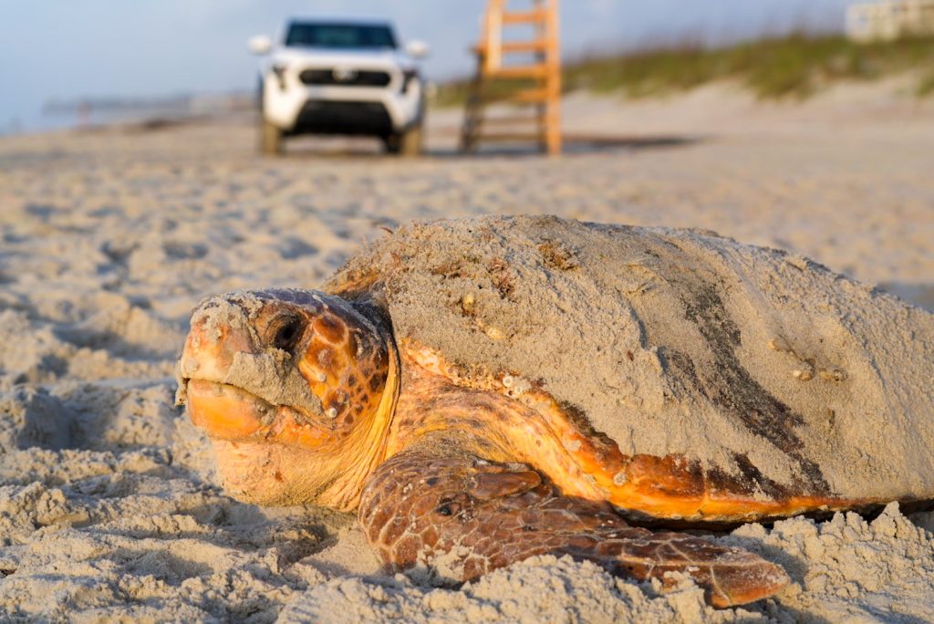 Sea Turtle Hilton Head Island