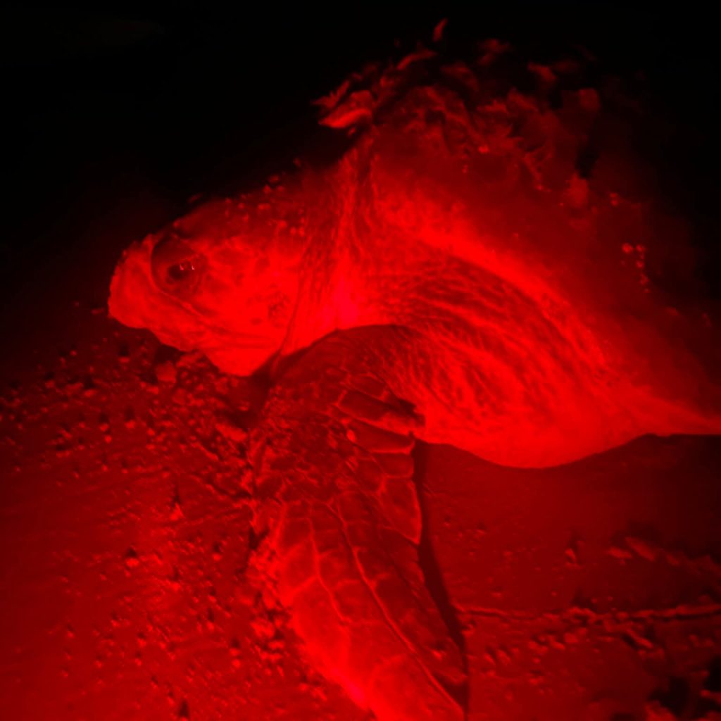 Red Lights Only at Night on Hilton Head Island