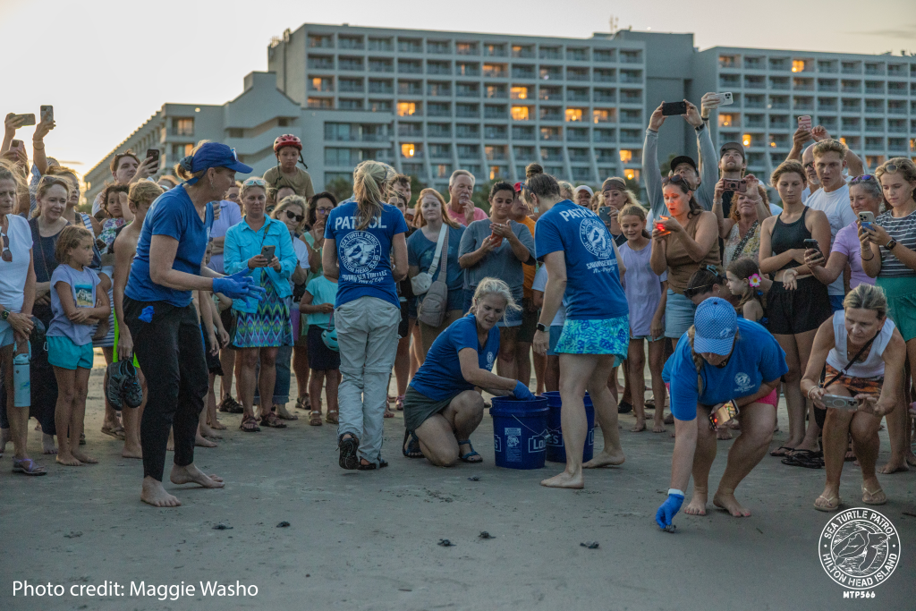 Sea Turtle Patrol HHI Hatchling Release