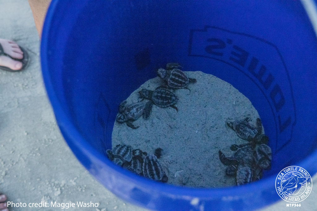 Sea Turtle Patrol HHI Hatchling Release