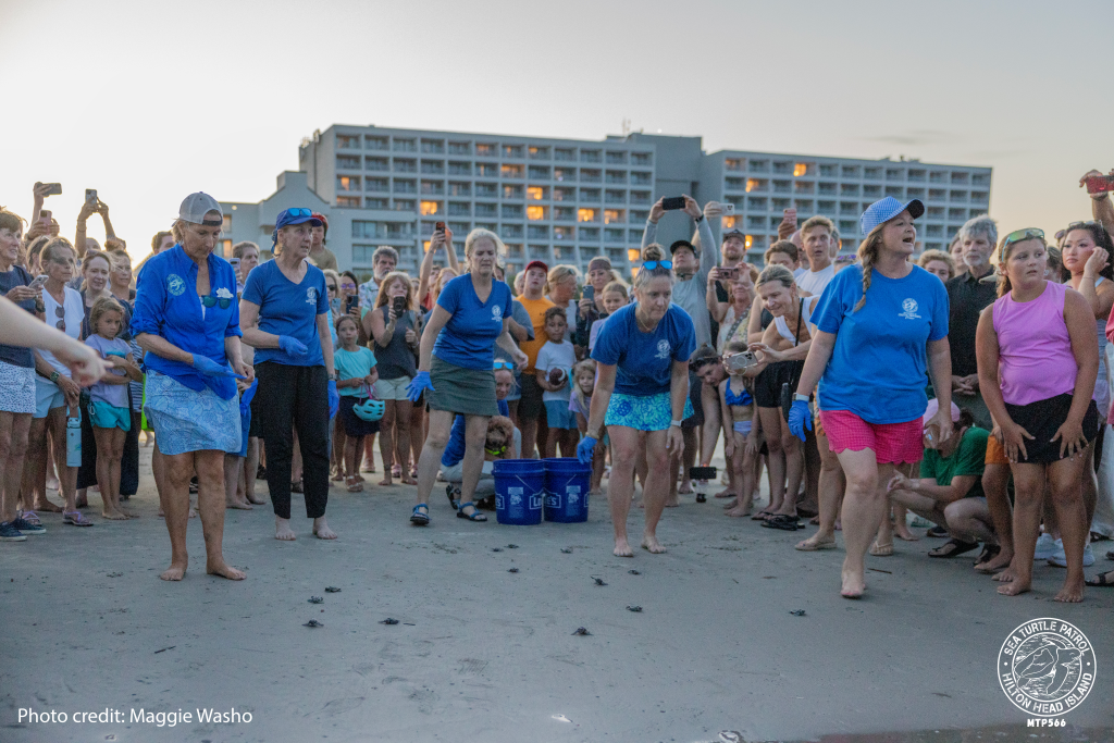 Sea Turtle Patrol HHI Hatchling Release