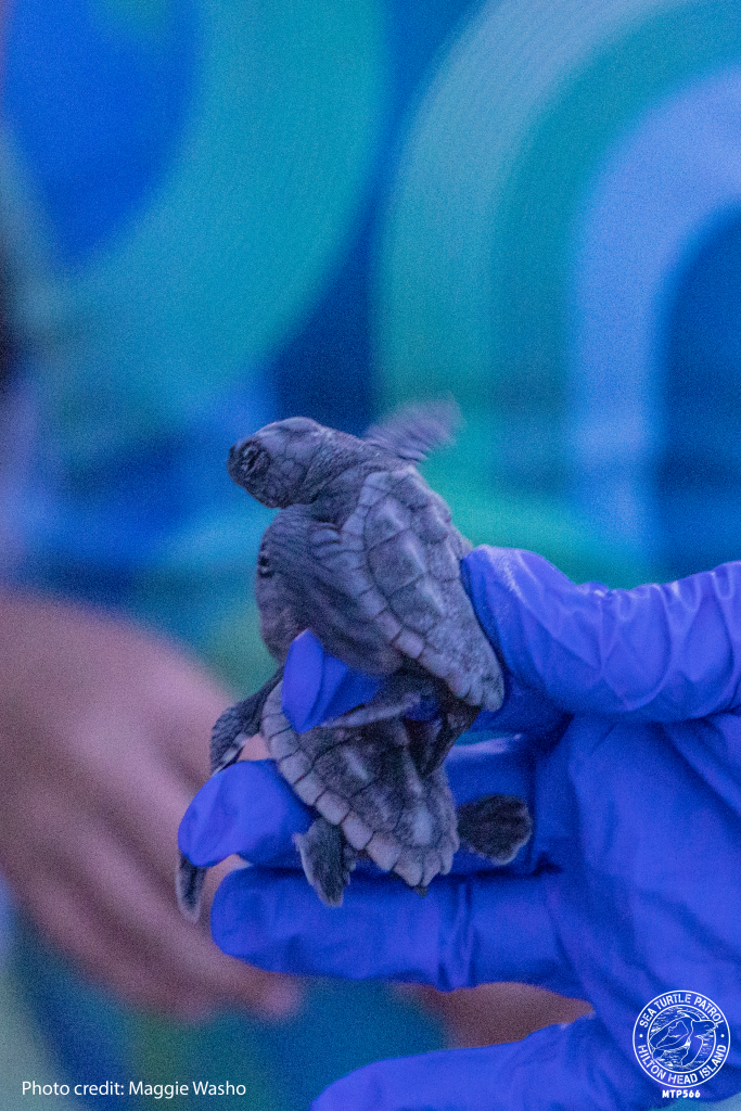 Hatchlings