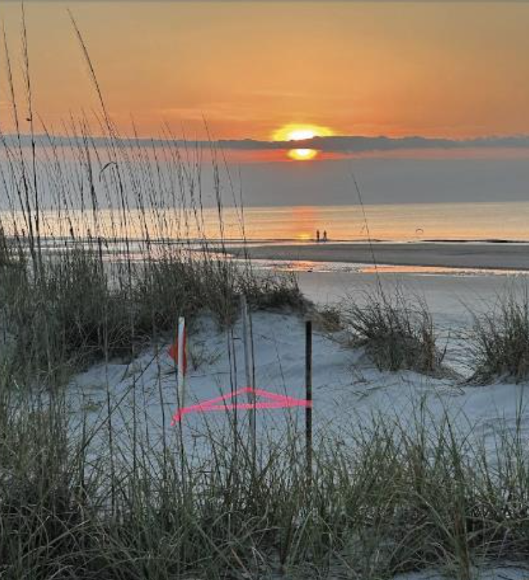 Sea Turtle Nest on Hilton Head Island