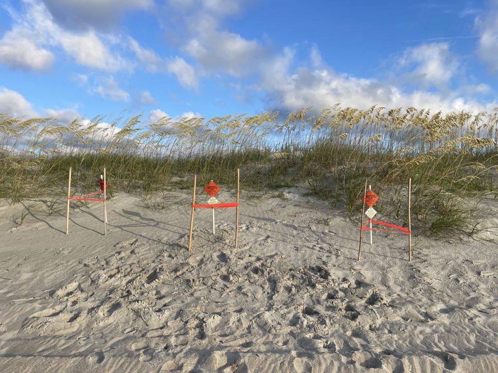 Sea Turtle Nests on Hilton Head Island